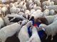 Πλαστική θερμο γούρνα 1.5m κατανάλωσης τεσσάρων τρυπών για τα πρόβατα